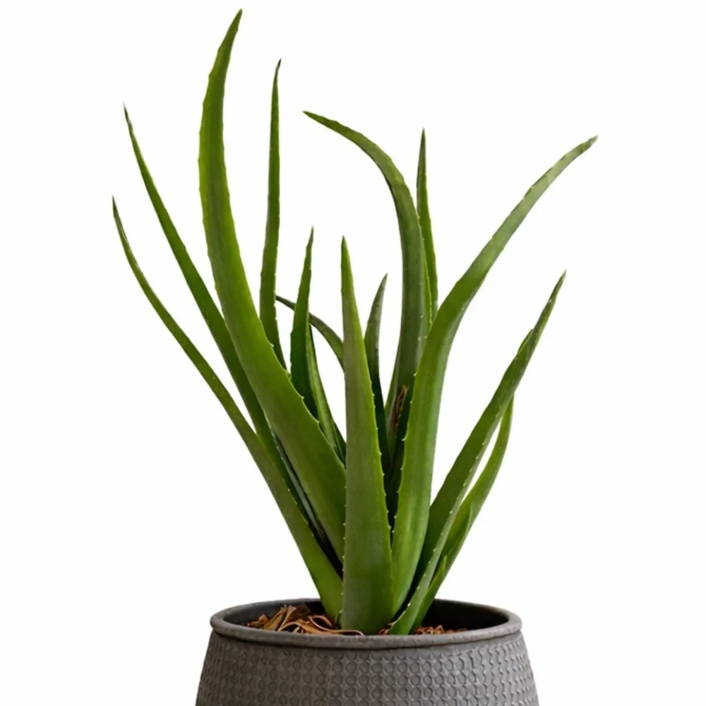 Faux Aloe Vera Plant Tropical Succulent Indoor Decor 30”‎ Tall